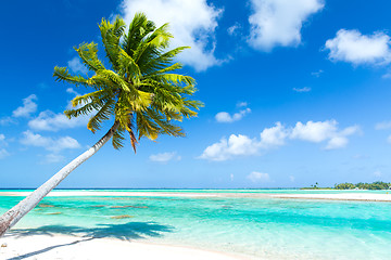 Image showing tropical beach with palm tree in french polynesia