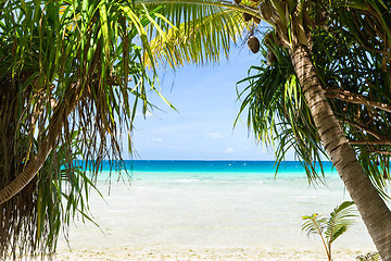 Image showing tropical beach with cocopalms in french polynesia