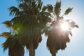 Image showing palm trees over sun at venice beach, california