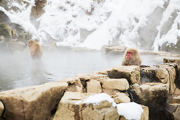 Image showing japanese macaques or snow monkeys in hot spring