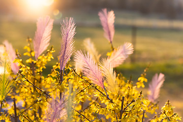 Image showing Easter feathers