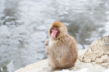 Image showing japanese macaque or snow monkey in hot spring