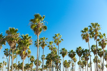 Image showing palm trees at venice beach, california