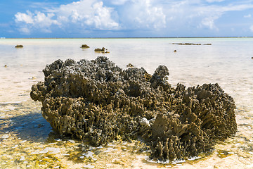 Image showing hard stony coral on beach in french polynesia