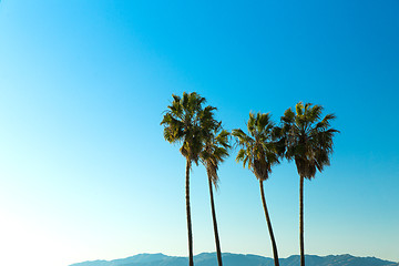 Image showing palm trees over sky at venice beach, california