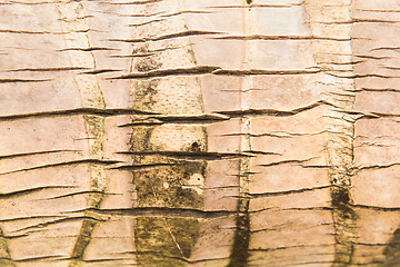 Image showing tree bark or wooden surface background