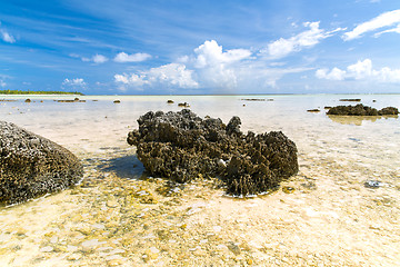 Image showing hard stony coral on beach in french polynesia