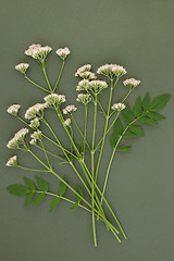 Image showing Valerian Herb Flowers