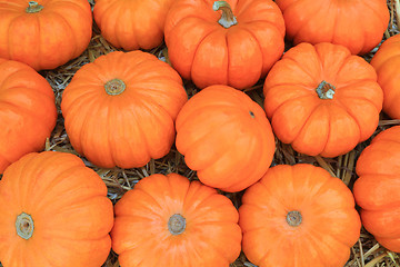 Image showing Thanksgiving Pumpkins symbols  