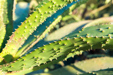 Image showing close up of aloe plant growing outdoors