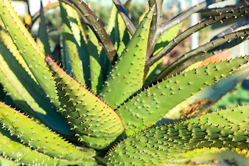 Image showing close up of aloe plant growing outdoors