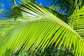 Image showing green palm tree branch