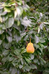 Image showing Ripe organic pear on a green branch in the garden.