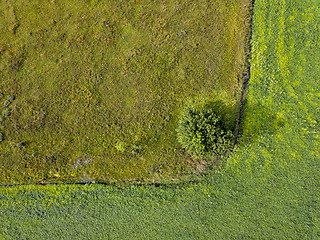 Image showing Panoramic view from flying drones to agricultural fields with dirty trail and green bush. Top view.