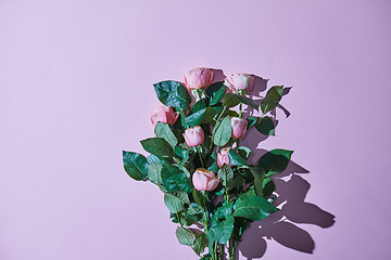 Image showing Bouquet of pink roses. Reflection of a shadow on a violet background.