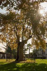 Image showing big old tree Istanbul, Turkey