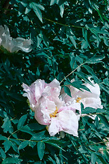 Image showing peony flower head in garden with green leaves