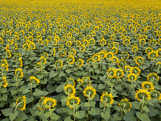 Image showing Aerial view from drone to a wonderful field of sunflowers by summertime at sunset.