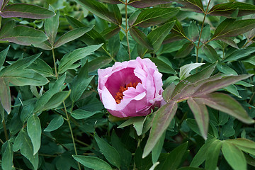 Image showing A pink peony flower blooming on a bush, shot close-up against a background of green foliage in the summer in a botanical garden.