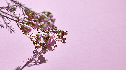 Image showing Branch with pink spring flowers on a pink background