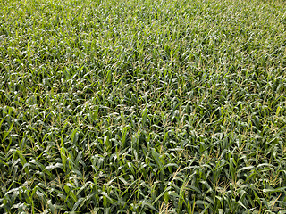 Image showing Panoramic view from drone to natural green field with corn at summer sunny day.