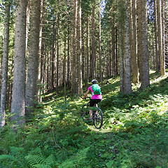 Image showing Active sporty woman riding mountain bike on forest trail .