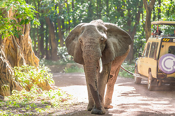 Image showing Wild african elephant beeing observed by tourist from open roof jeep on wildlife safari.