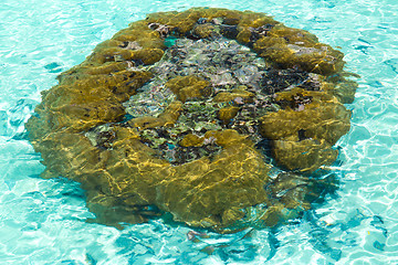 Image showing sponge in ocean water of french polynesia