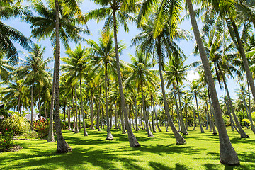 Image showing palm trees on tropical island in french polynesia