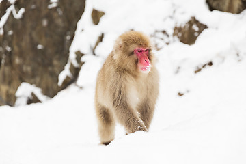 Image showing japanese macaque in snow at jigokudan monkey park