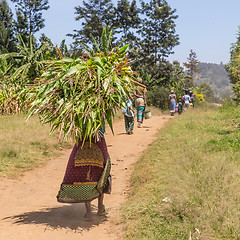 Image showing Rural black african woman carries a bundle of harvested sugar cane on her head.