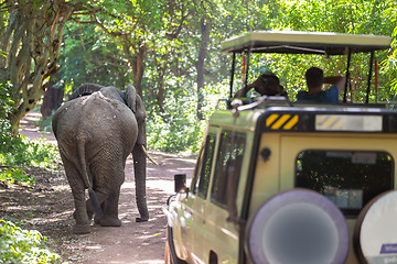 Image showing Wild african elephant beeing observed by tourist from open roof jeep on wildlife safari.