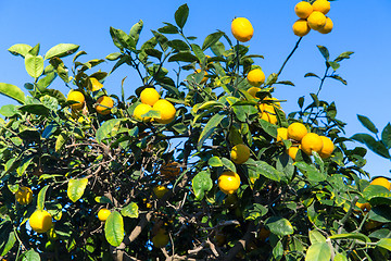 Image showing lemon tree over blue sky