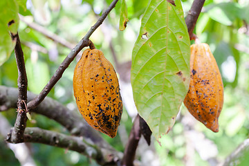 Image showing Theobroma cacao