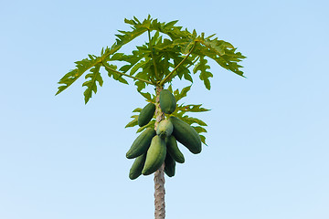 Image showing Carica papaya tree