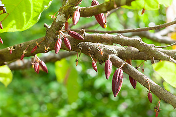 Image showing Theobroma cacao