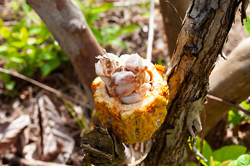 Image showing Theobroma cacao