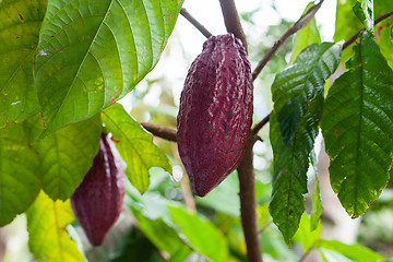 Image showing Theobroma cacao