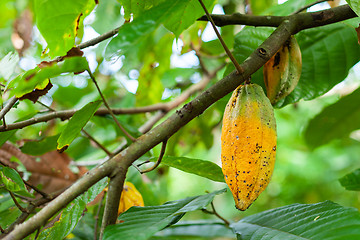 Image showing Theobroma cacao
