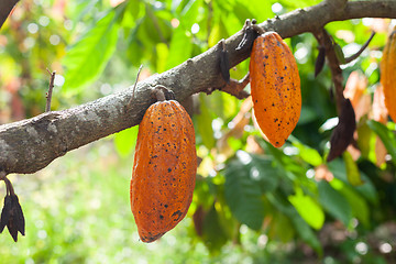 Image showing Theobroma cacao