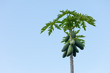 Image showing Carica papaya tree