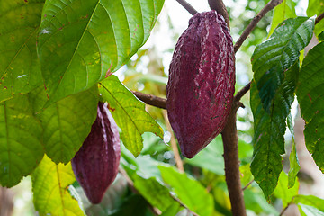 Image showing Theobroma cacao