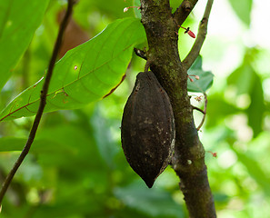 Image showing Theobroma cacao