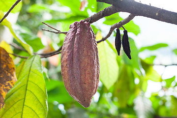 Image showing Theobroma cacao