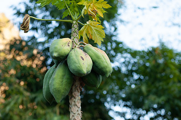 Image showing Carica papaya tree