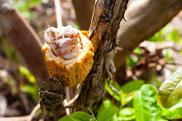 Image showing Theobroma cacao