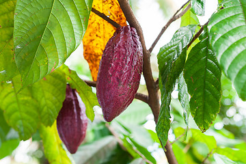 Image showing Theobroma cacao