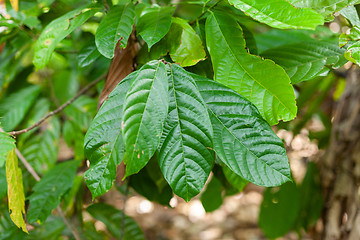 Image showing Theobroma cacao