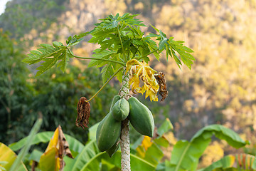 Image showing Carica papaya tree