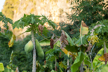 Image showing Carica papaya tree